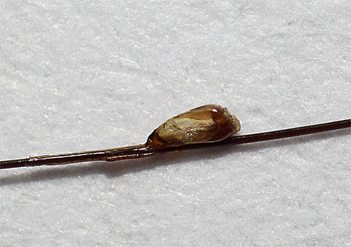 Walaupun larva kutu meninggalkan telur kutu, cengkerangnya terus tergantung pada rambut (nit kering)