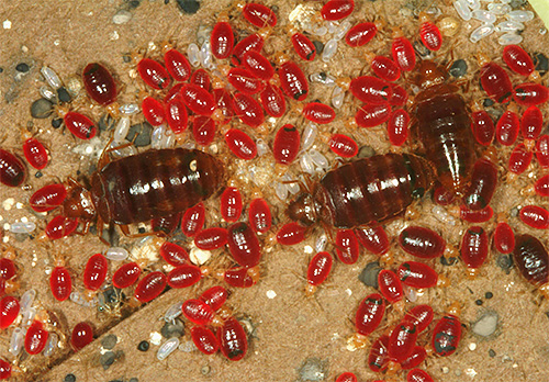 Fotografia prezintă ploșnițe bine hrănite și larvele lor, beate de sânge