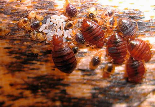 De foto toont een typisch bedwantsennest met daarop volwassen eitjes, larven en eitjes van parasieten.