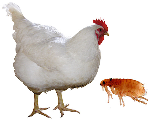 Cosa fare se le pulci di pollo hanno sconfitto un uccello? ..
