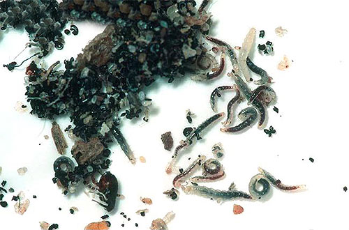 Tavuk pire larvaları genellikle kuşların yiyecekleri ve dışkıları arasında sürünür.