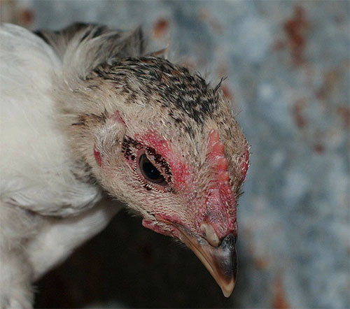 La prima depistare a puricilor de găină, tratamentul păsării trebuie început imediat.