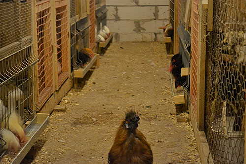 Pireden tavukların tedavisi sırasında, tavuk kümesinin kendisinin işlenmesine özen gösterilmelidir.