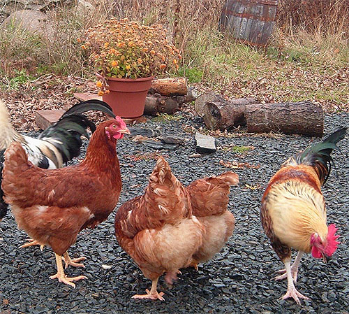 Både i stora företag och på små gårdar kan utseendet på kycklingloppor vara fyllt med sjukdomar och dödlighet hos fjäderfä.