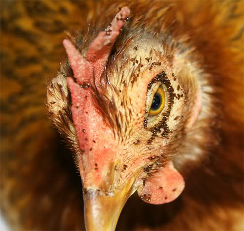 Un numero così elevato di pulci di pollo può portare alla morte di un uccello.