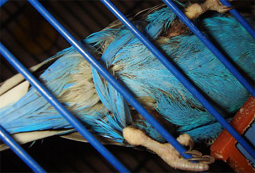 Papegaai besmet met kippenvlooien plukt zijn eigen veren