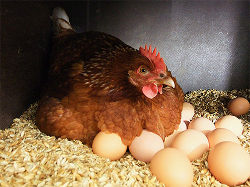 Kutu ayam dewasa tidak berasa sangat selesa di luar badan burung, walaupun di bawah ayam di dalam sarang