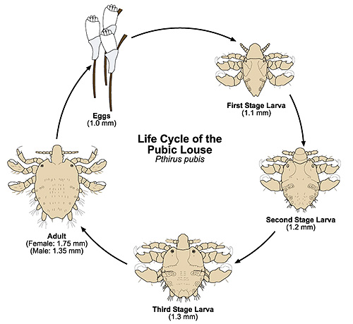 De afbeelding toont de levenscyclus van schaamluis