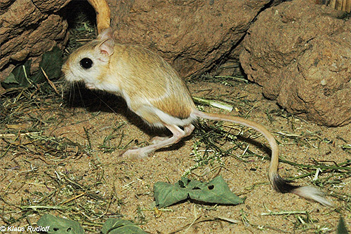 페스트는 오늘날 세계에서 거의 잊혀져 가고 있지만, 그 병원체는 중앙 아시아의 날쥐 서식지에서 여전히 발견할 수 있습니다.