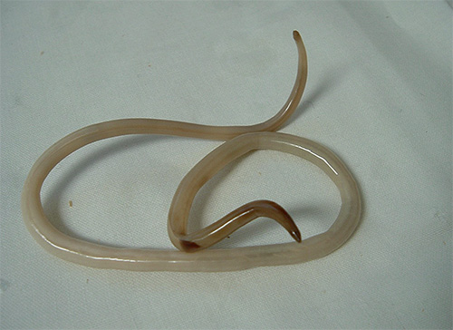 Vlooien zijn ook gevaarlijk omdat ze rondworm- en pinwormeieren kunnen dragen.