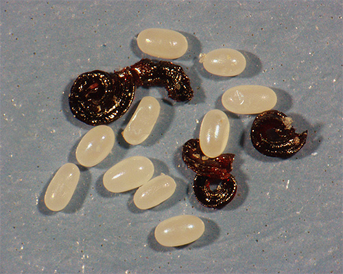Fotografia arată ouăle și larvele de purici.