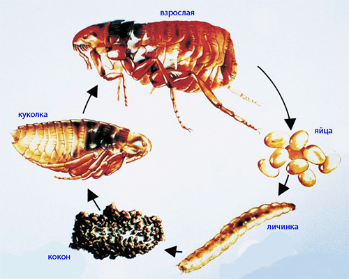 De afbeelding toont de levenscyclus van een vlo