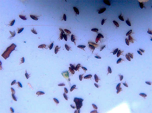 Penggunaan racun serangga moden membolehkan anda dengan cepat menyingkirkan walaupun sebilangan besar kutu di apartmen