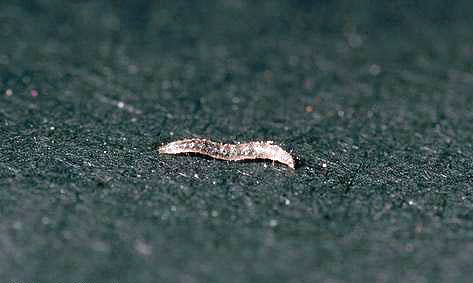 Pire larvaları, halıdaki dairelerde iyi yaşayabilir.