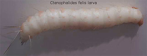 Načasování vývoje bleších larev výrazně závisí na okolní teplotě.
