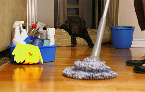 Enige tijd na de behandeling van het appartement tegen vlooien, is het noodzakelijk om een ​​grondige natte reiniging uit te voeren.