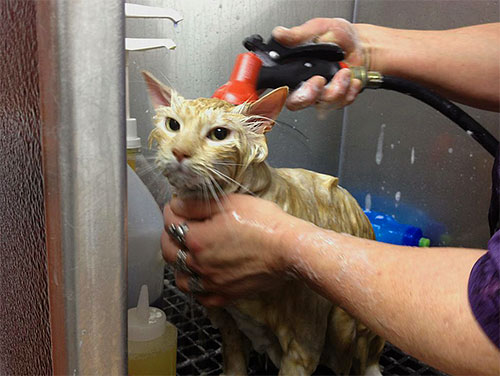 Conform instrucțiunilor pentru majoritatea spray-urilor pentru purici, după un timp după tratament, animalul trebuie să fie scăldat.
