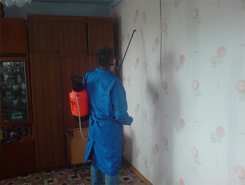 SES din Sankt Petersburg luptă cu succes cu ploșnițele într-un apartament
