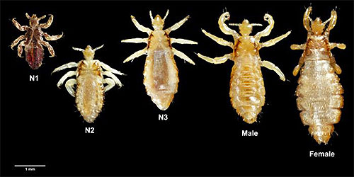 De foto toont luizen van verschillende groottes: van larven tot volwassenen