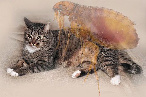 Vlooien bij een huiskat kunnen op elk moment verschijnen, laten we eens kijken wat we in een dergelijke situatie moeten doen om uw huisdier snel en veilig van parasieten te ontdoen.