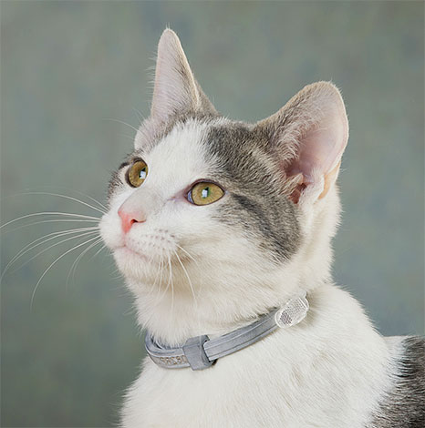 Ett halsband på en katt kommer att göra det klart för djurfångsttjänsterna att de har ett husdjur framför sig.