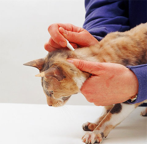Titisan kutu disapu pada kulit kucing di pangkal tengkorak.