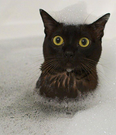Bij het wassen van een kat met een insectendodende shampoo is het belangrijk ervoor te zorgen dat het schuim niet in zijn ogen of mond komt.