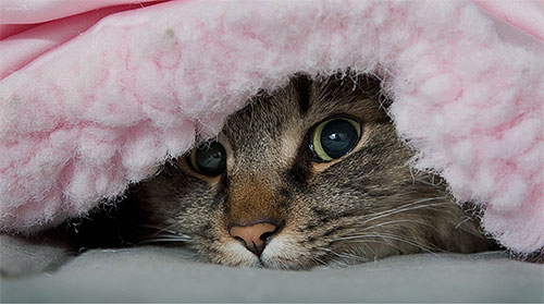 Loppor lever inte permanent på en katt, de kan ofta hittas i kattsand.