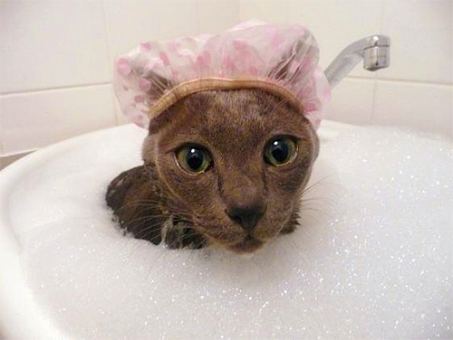 Când utilizați șampon pentru purici, asigurați-vă că nu intră în ochii și gura animalului.