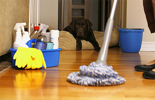 Nadat u het huis tegen vlooien heeft behandeld, moet u het grondig nat reinigen.