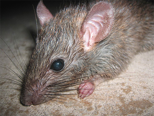 I stort antal kan loppor leva i källare och parasitera där, till exempel på råttor.