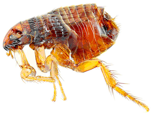Insecticiden in Blochnet-druppels veroorzaken snelle verlamming en dood van vlooien
