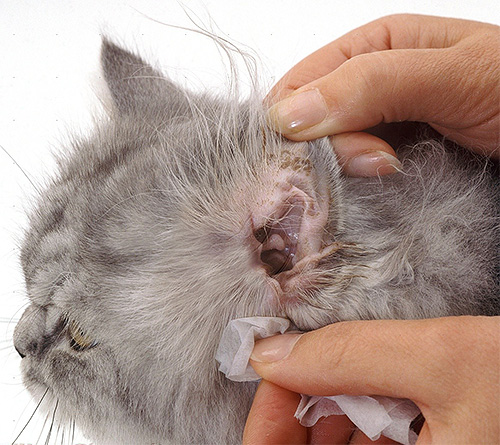 Blochnet può anche essere usato per trattare la rogna dell'orecchio negli animali.