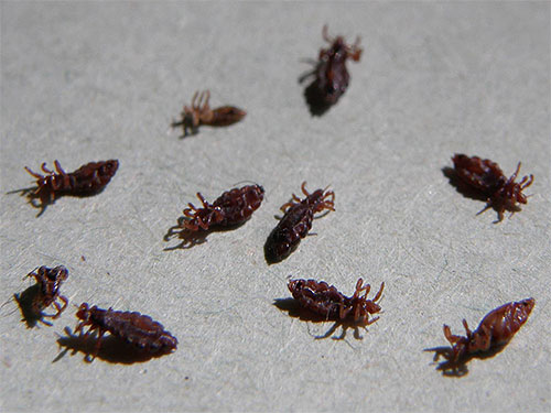 I nuovi insetticidi causano una rapida paralisi e la morte degli insetti