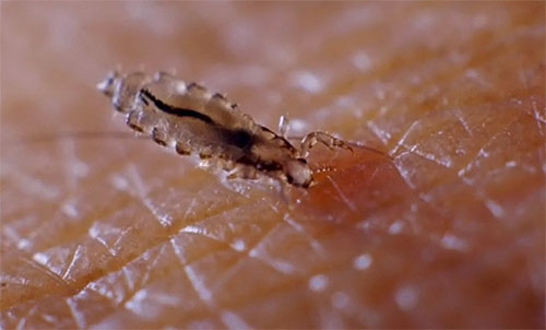 Att komma på huden och i luftvägarna kan Dichlorvos orsaka ännu mer skada på människors hälsa än lössen själva.