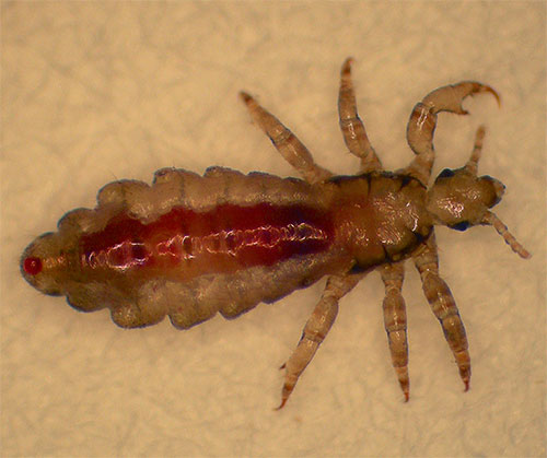 Insekticider i moderna Dichlorvos är ganska effektiva mot vuxna löss och larver.