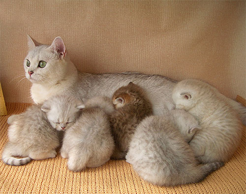 Het wordt niet aanbevolen om een ​​kitten te behandelen tegen vlooien voordat het van de moeder wordt spenen.