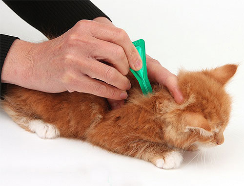 يمكن علاج القطط الصغيرة ذات الشعر القصير أو المتوسط ​​بسهولة من البراغيث باستخدام قطرات المبيدات الحشرية.