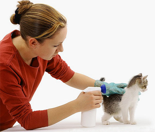 Quando si tratta con uno spray per pulci, è necessario spingere il pelo del gattino e cercare di non entrare nei suoi occhi e nella sua bocca