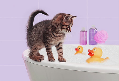 Lo shampoo insetticida viene insaponato allo stesso modo dello shampoo normale e applicato sul corpo del gattino.