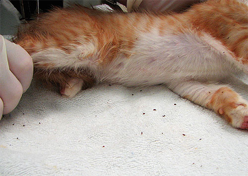 Med ett överflöd av loppor i en kattunge är parasiter tydligt synliga även för blotta ögat.