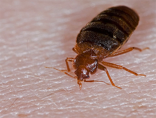 Az ágyi poloskákat lapos testük és hat lábuk különbözteti meg a többi rovartól.