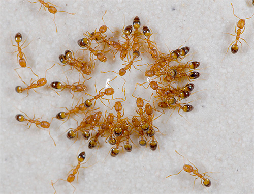 Bilden visar tama (farao) myror