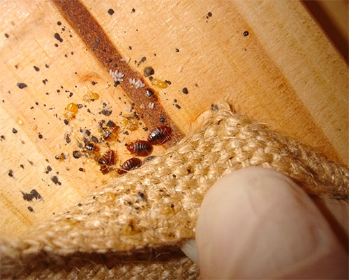 Az ágyi poloskák teste sötétebb és szélesebb, mint a hangyáké.