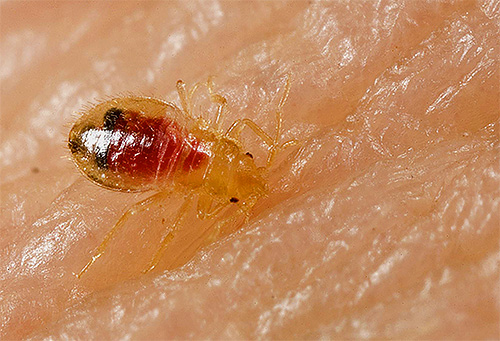 Under ett bett släpper insekten ett enzym i såret som förhindrar blodkoagulering