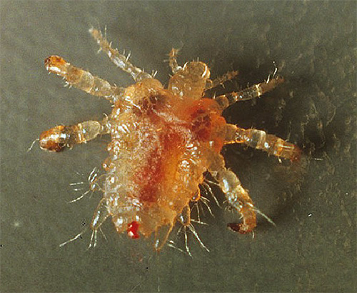ยาฆ่าแมลงในรูปแบบของสารเข้มข้นมักใช้กับ pubic lice