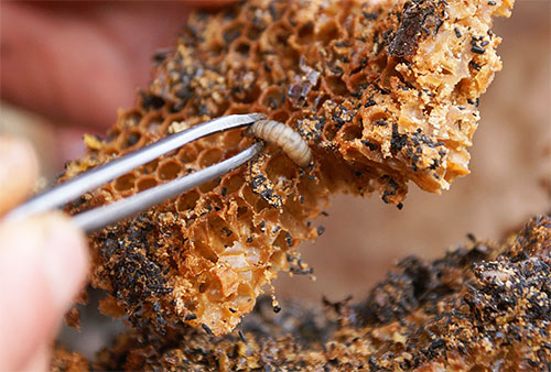 A takto vypadají larvy zavíječe voskového žijící v plástvích