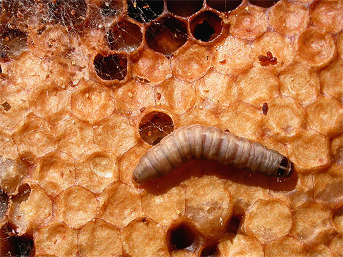 Larva zavíječe voskového v úlu, zobrazeno pod zvětšením