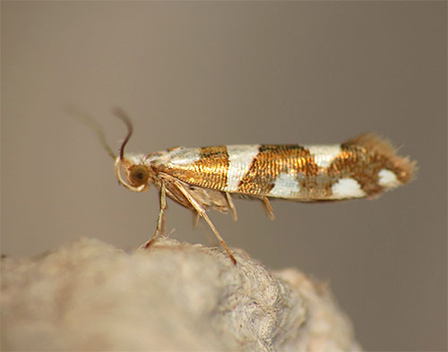 A képen az Argyresthia brockeella lepkelepke látható