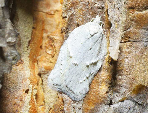 Rama-rama salji (Acleris logiana) hampir bercantum warna dengan kulit kayu birch